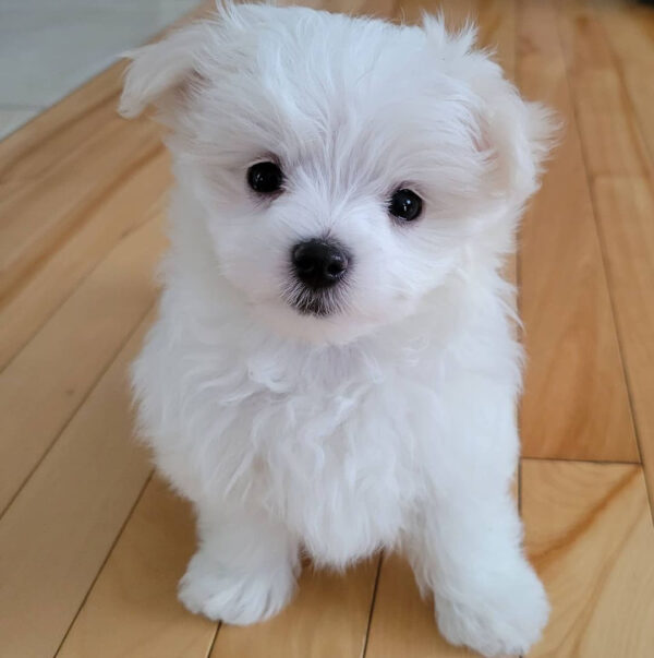 Buy Milo Male Maltese Puppies UK | Reputable Breeders, Health Guarantee, Nationwide Delivery