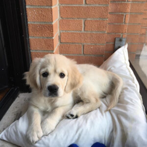 NALA – Female Golden Retriever Puppy for Sale in the UK | Healthy & Socialized
