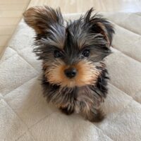 Yorkie Teacup Puppies for Sale UK | Healthy, Hypoallergenic, Nationwide Delivery