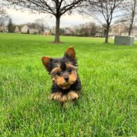Looking to buy Female Yorkie Teacup puppies in the UK? Find healthy, hypoallergenic puppies from reputable breeders with a health guarantee. Affordable prices, nationwide delivery. Contact us today!