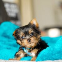 Looking to buy Ninie Female Yorkie Teacup puppies in the UK? Find healthy, hypoallergenic puppies from reputable breeders with a health guarantee. Nationwide shipping available. Contact us today!