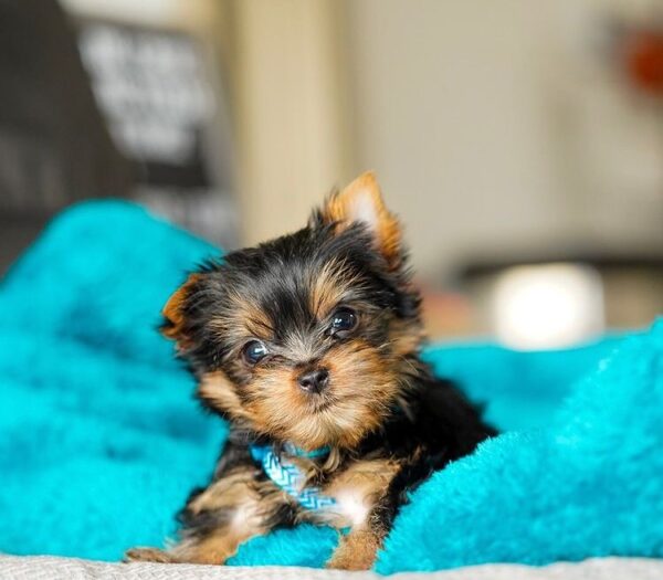 Looking to buy Ninie Female Yorkie Teacup puppies in the UK? Find healthy, hypoallergenic puppies from reputable breeders with a health guarantee. Nationwide shipping available. Contact us today!