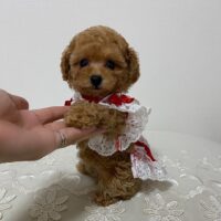 Looking to buy a Pearl Female Poodle Puppy in the UK? Meet Pearl – a KC Registered, healthy, and affectionate Poodle puppy ready for her forever home. Fully vaccinated and pedigree papers available. Contact us today!