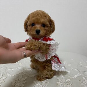 Looking to buy a Pearl Female Poodle Puppy in the UK? Meet Pearl – a KC Registered, healthy, and affectionate Poodle puppy ready for her forever home. Fully vaccinated and pedigree papers available. Contact us today!