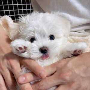 "Male Maltese Puppy for Sale Near Me – Adorable, Healthy & Ready to Adopt"