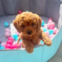 "Buy small Cavapoo puppies UK"
