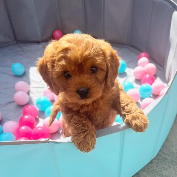 "Buy small Cavapoo puppies UK"
