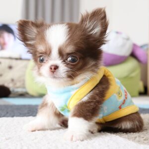 Adopt Rare Long-Haired Chihuahua Puppy UK | KC Registered & Healthy