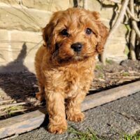 "Buy Male Cavapoo Puppies UK"