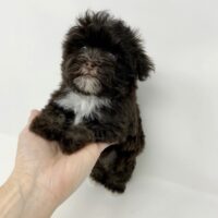 "Havanese Puppies for Sale UK – Adorable, Healthy & Ready for New Homes"