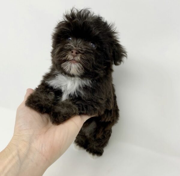 "Havanese Puppies for Sale UK – Adorable, Healthy & Ready for New Homes"