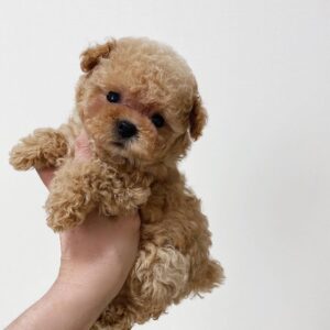 Buy Simone Male Poodle Puppy UK – KC Registered and Healthy!