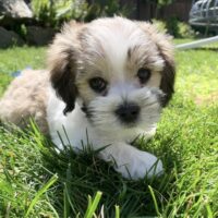 Havanese puppies good with children UK”, “Family-friendly Havanese puppy playing with kids”