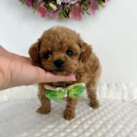 Buy Winie Female Poodle Puppies UK | Reputable Breeders, Health Guarantee, Nationwide Delivery