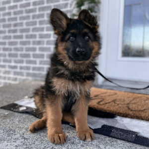 Male German Shepherd puppies for sale UK