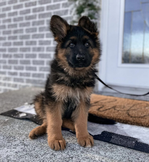 Male German Shepherd puppies for sale UK