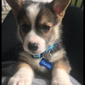 Buy Corgi Puppies UK | Reputable Breeders, Health Guarantee, Nationwide Delivery