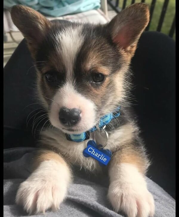 Buy Corgi Puppies UK | Reputable Breeders, Health Guarantee, Nationwide Delivery