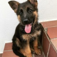 "Explore healthy, affordable German Shepherd puppies for sale in London, Manchester, Birmingham, Leeds, and more. Find breeders, adoption options, and puppies available near you today!"