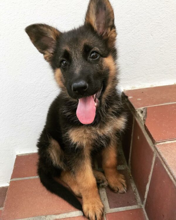 "Explore healthy, affordable German Shepherd puppies for sale in London, Manchester, Birmingham, Leeds, and more. Find breeders, adoption options, and puppies available near you today!"